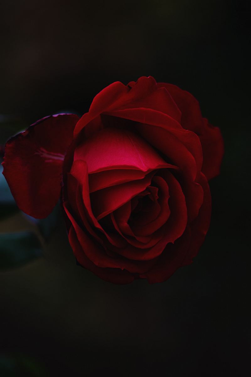 red rose flower
