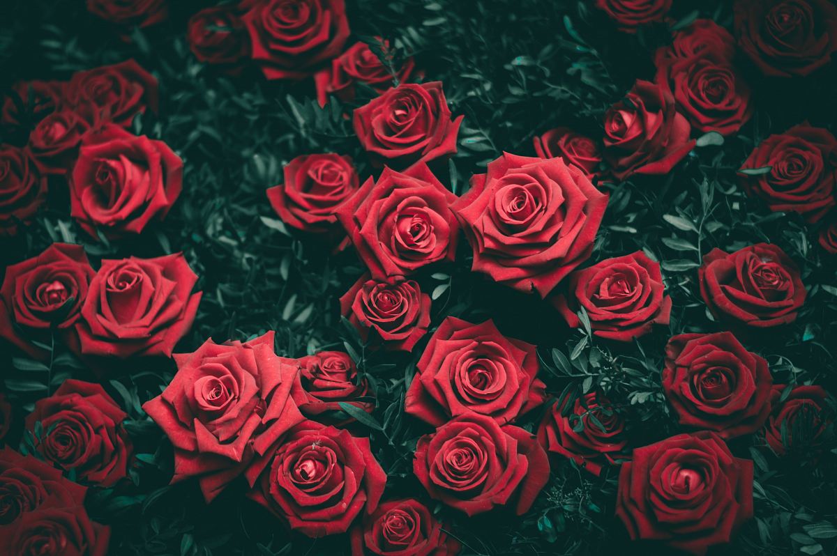 red rose flowers