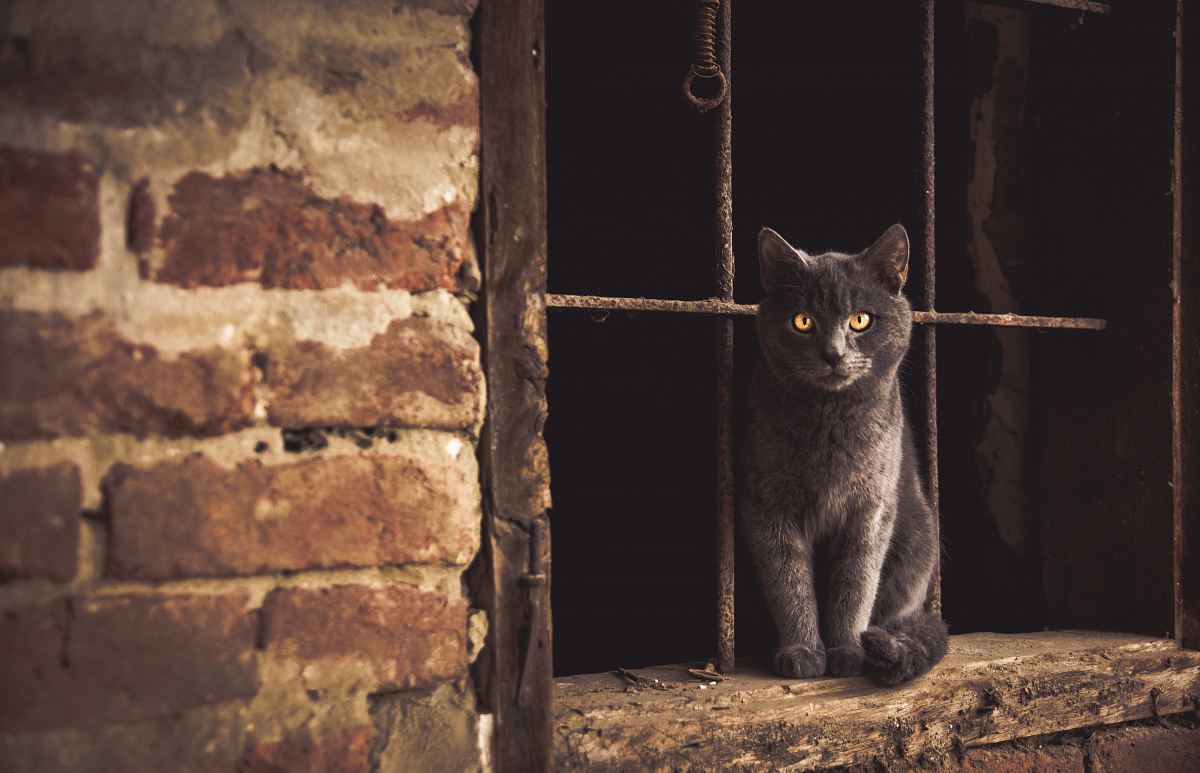 Russian cat sitting on window jamb