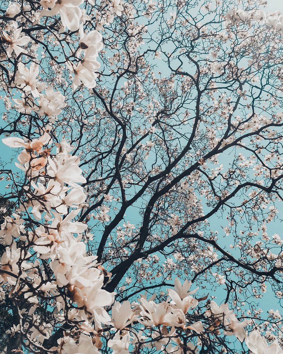 sakura tree in bloom