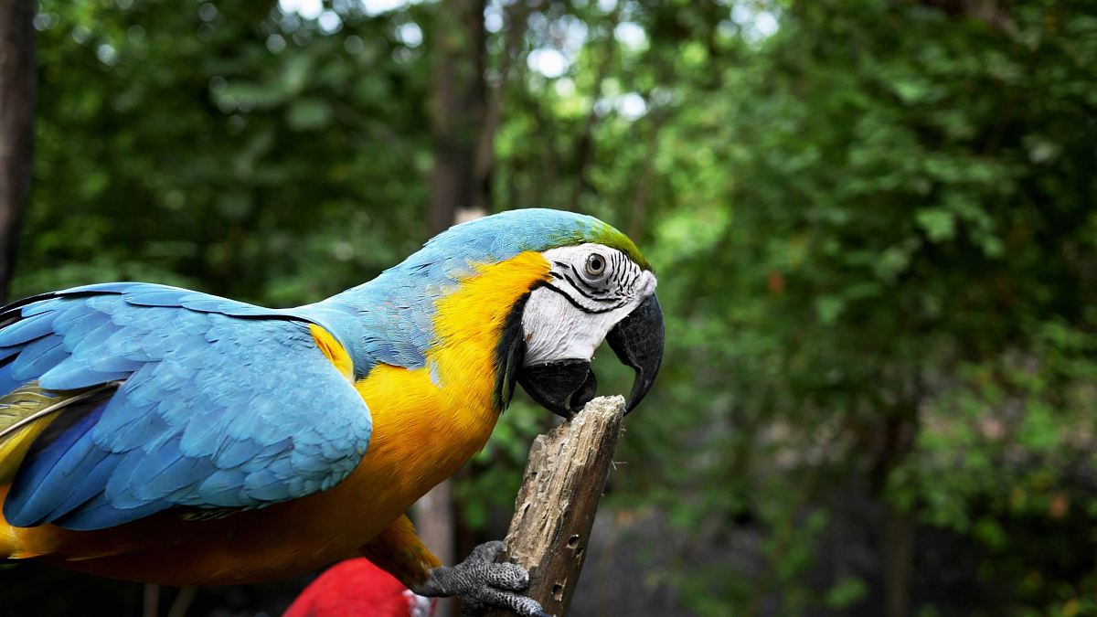 Scarlet Macaw