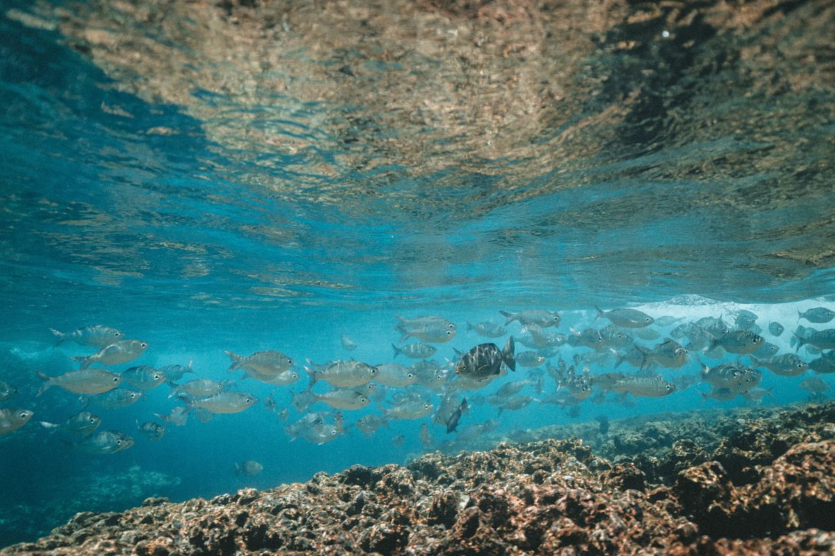 school of fish