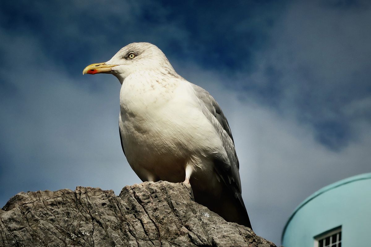 seagull on gray rock