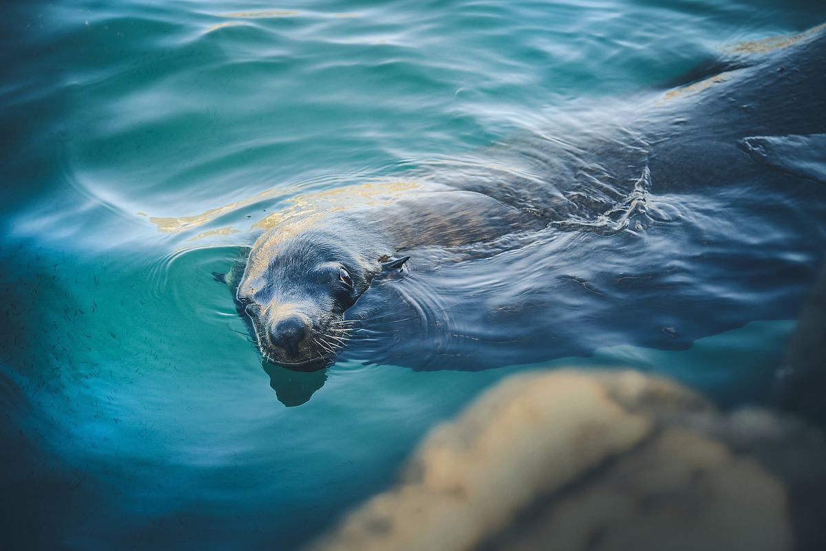 sealion swimming in water