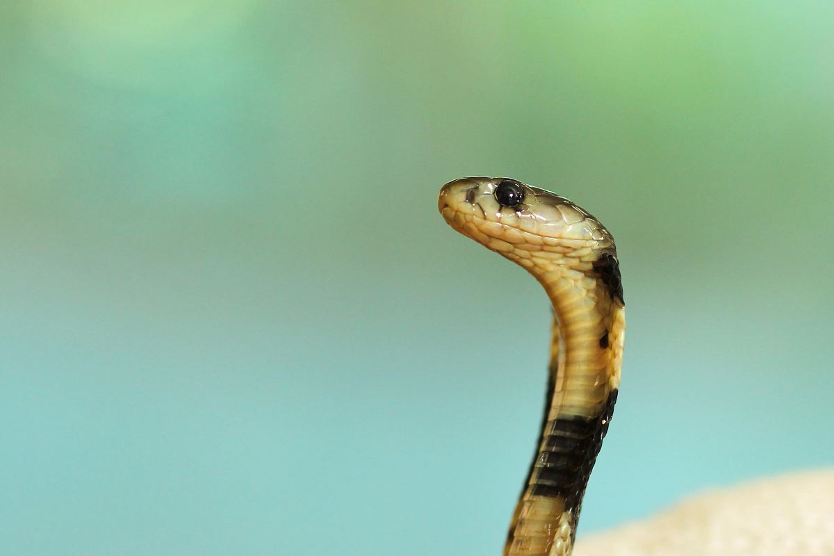 selective focus photography of black and white cobra