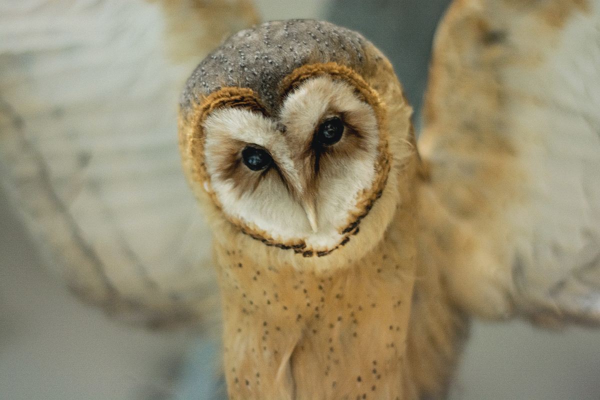 selective focus photography of brown and white owl