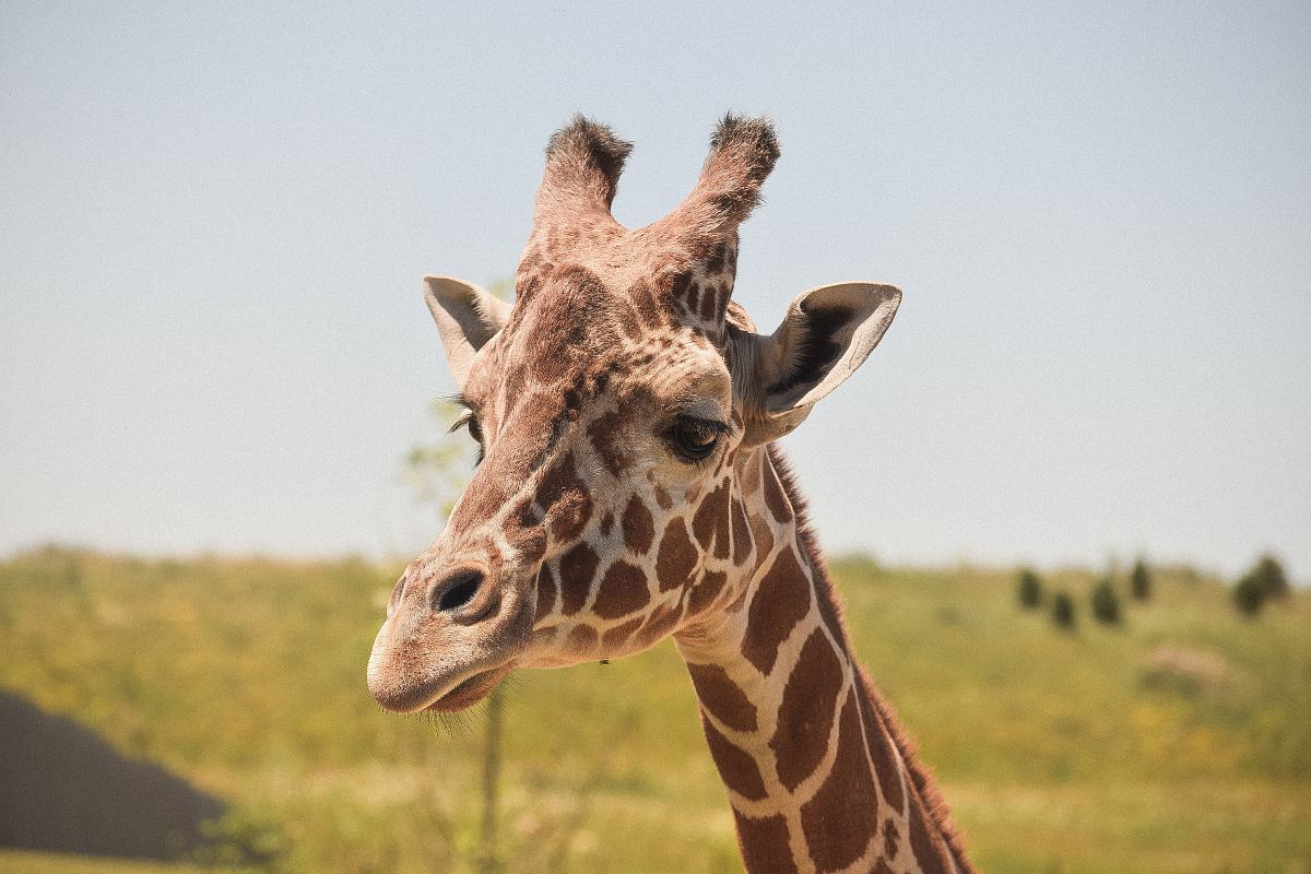 selective focus photography of giraffe