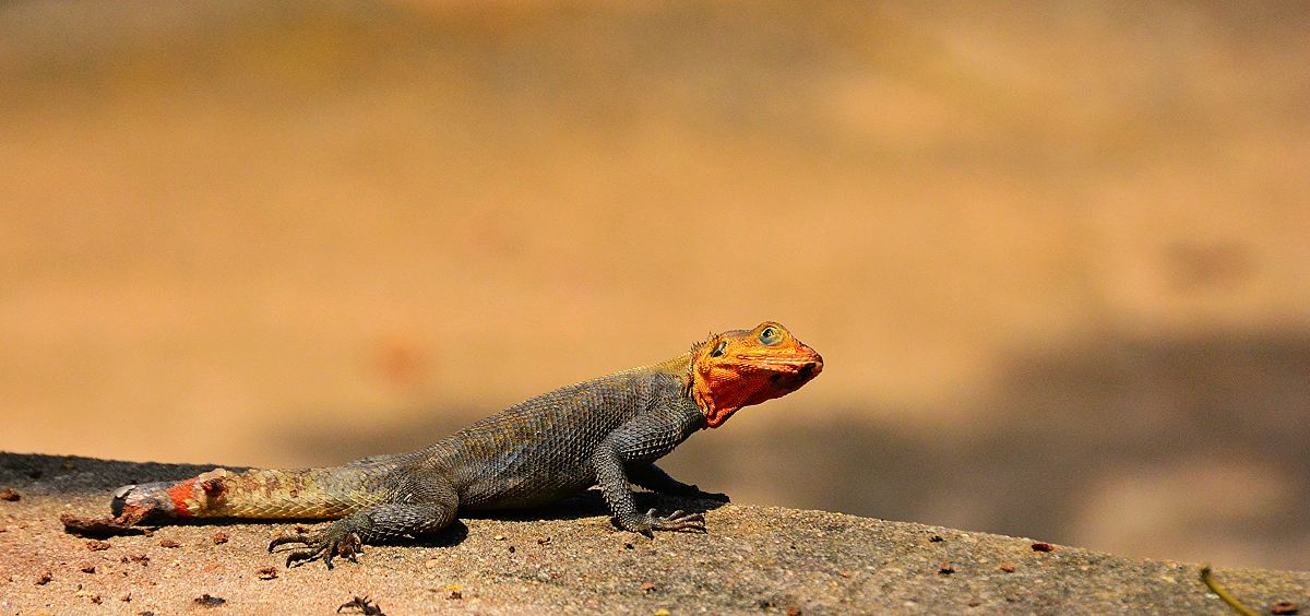 selective focus photography of gray and red lizard