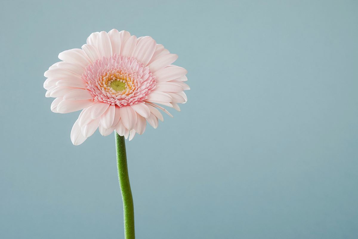 selective focus photography of pink petaled flower