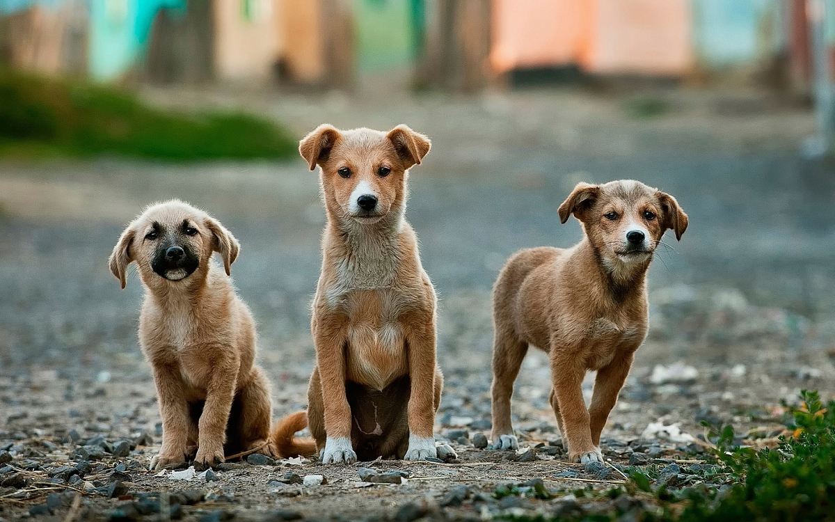 selective focus photography of three brown puppies