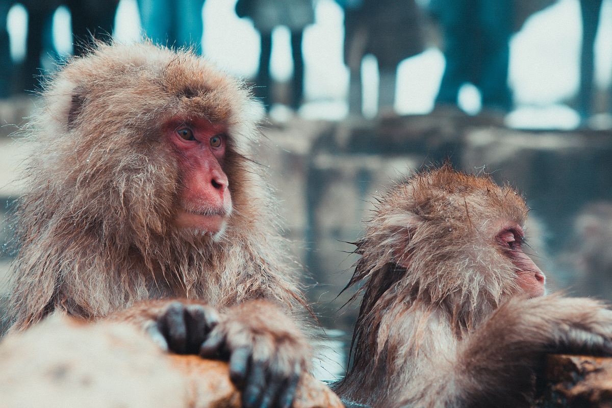 selective focus photography of two brown monkies