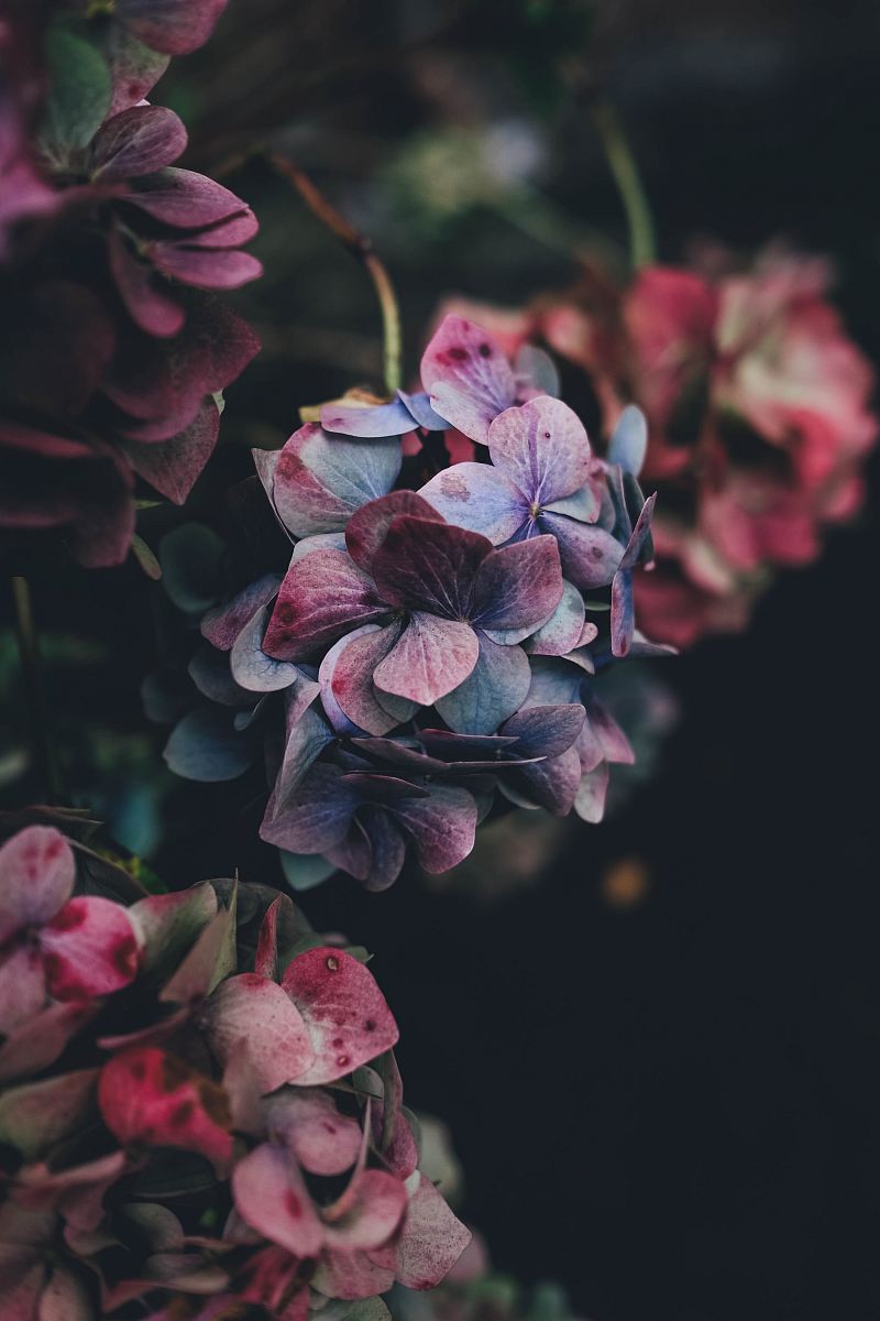 selective photography of purple petaled flowers