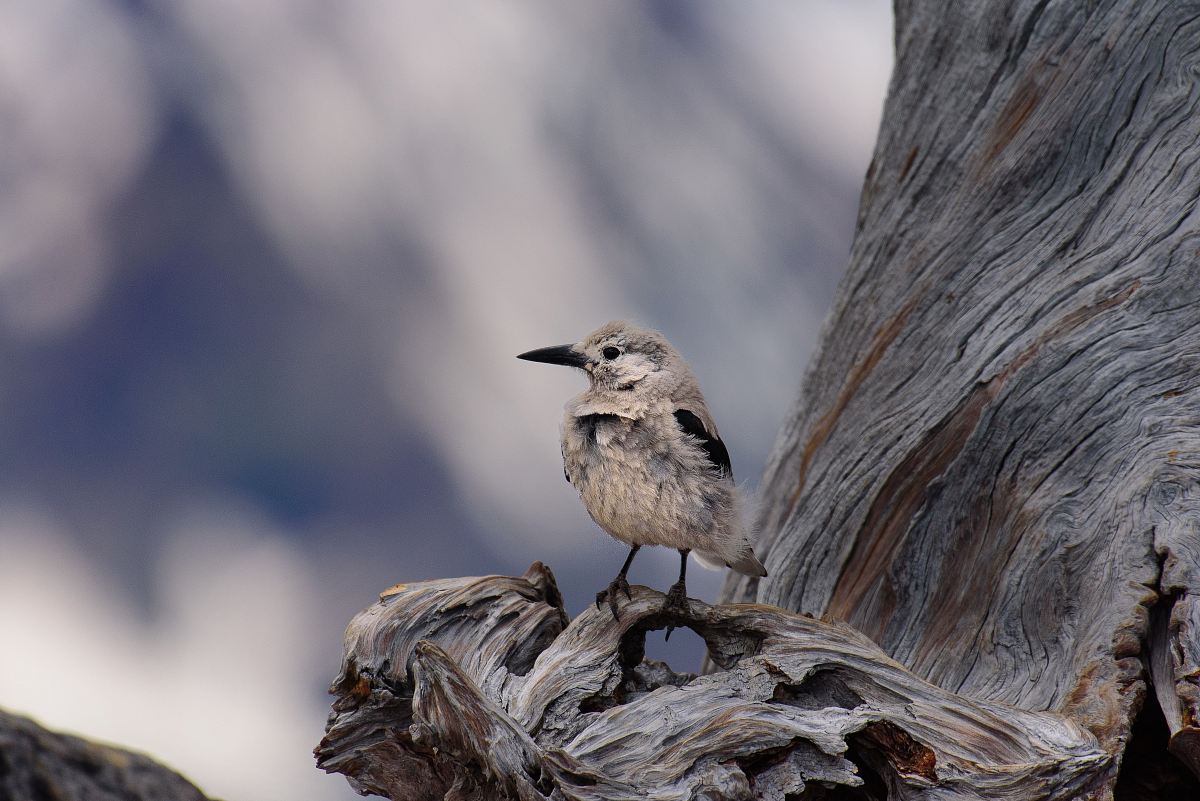 shallow focus of gray bird perch in tree branch
