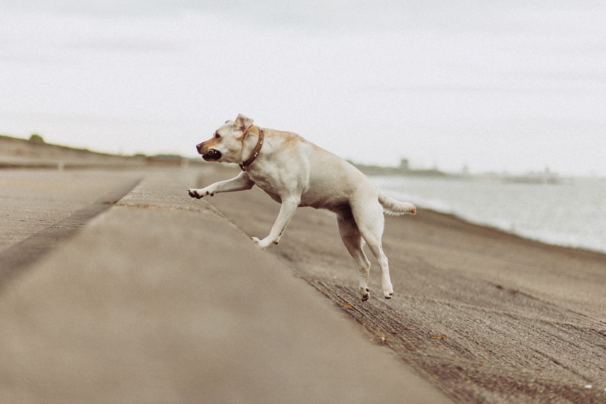 shallow focus photo of short-coated white dog