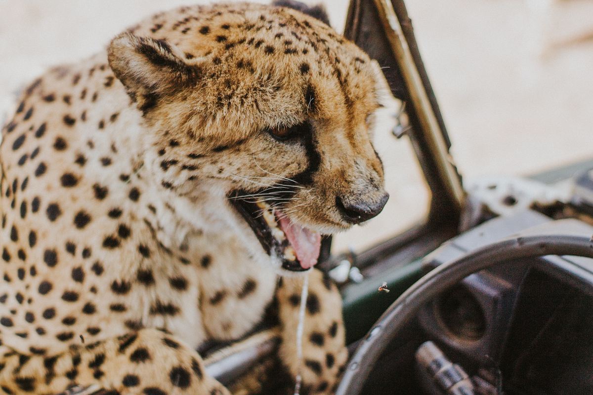 shallow focus photography of cheetah