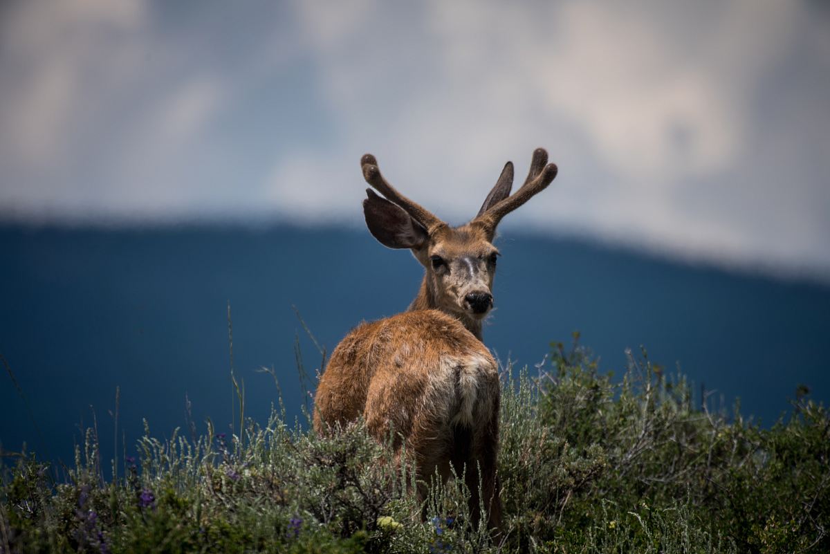 shallow focus photography of deer and plants