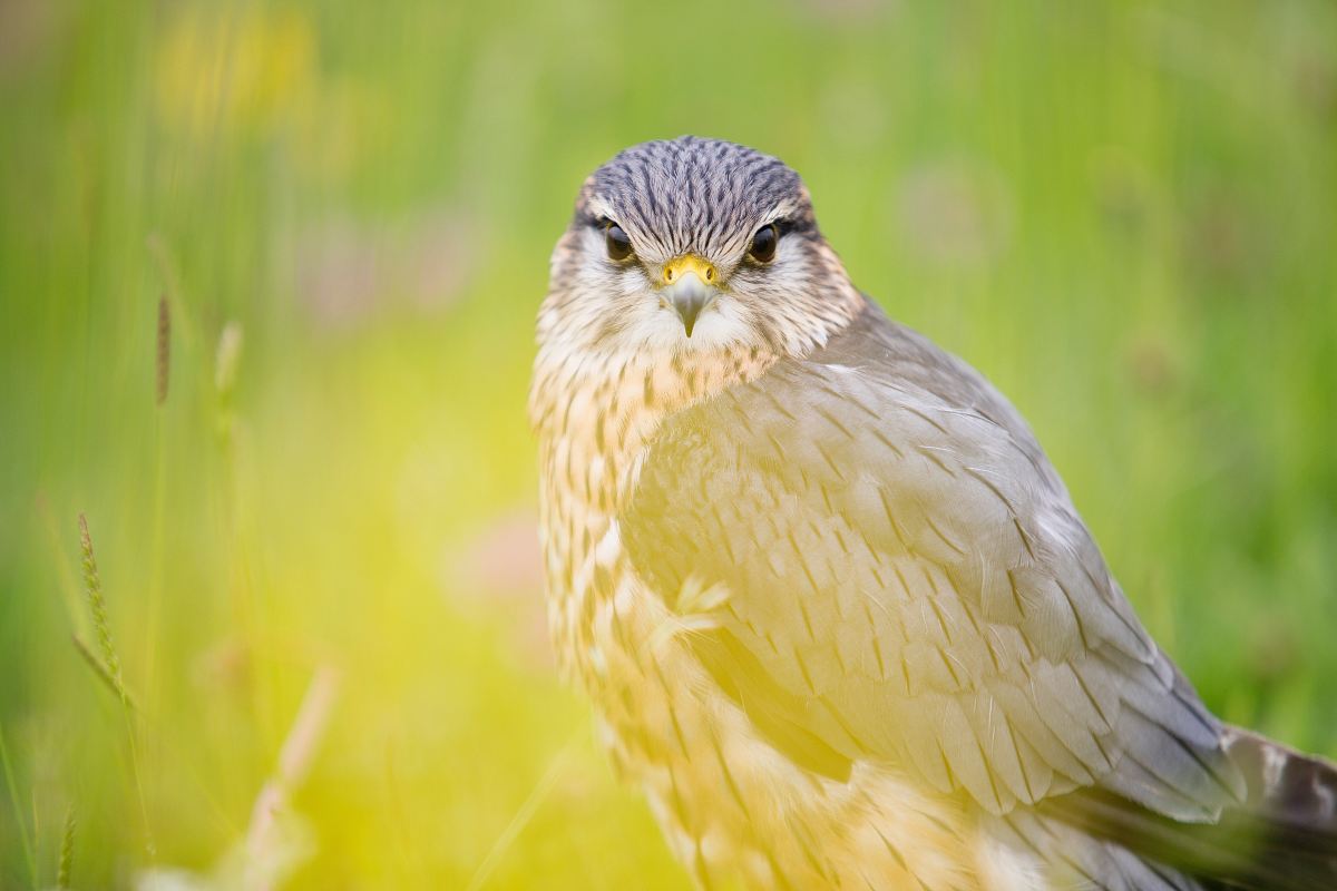 shallow focus photography of hawk