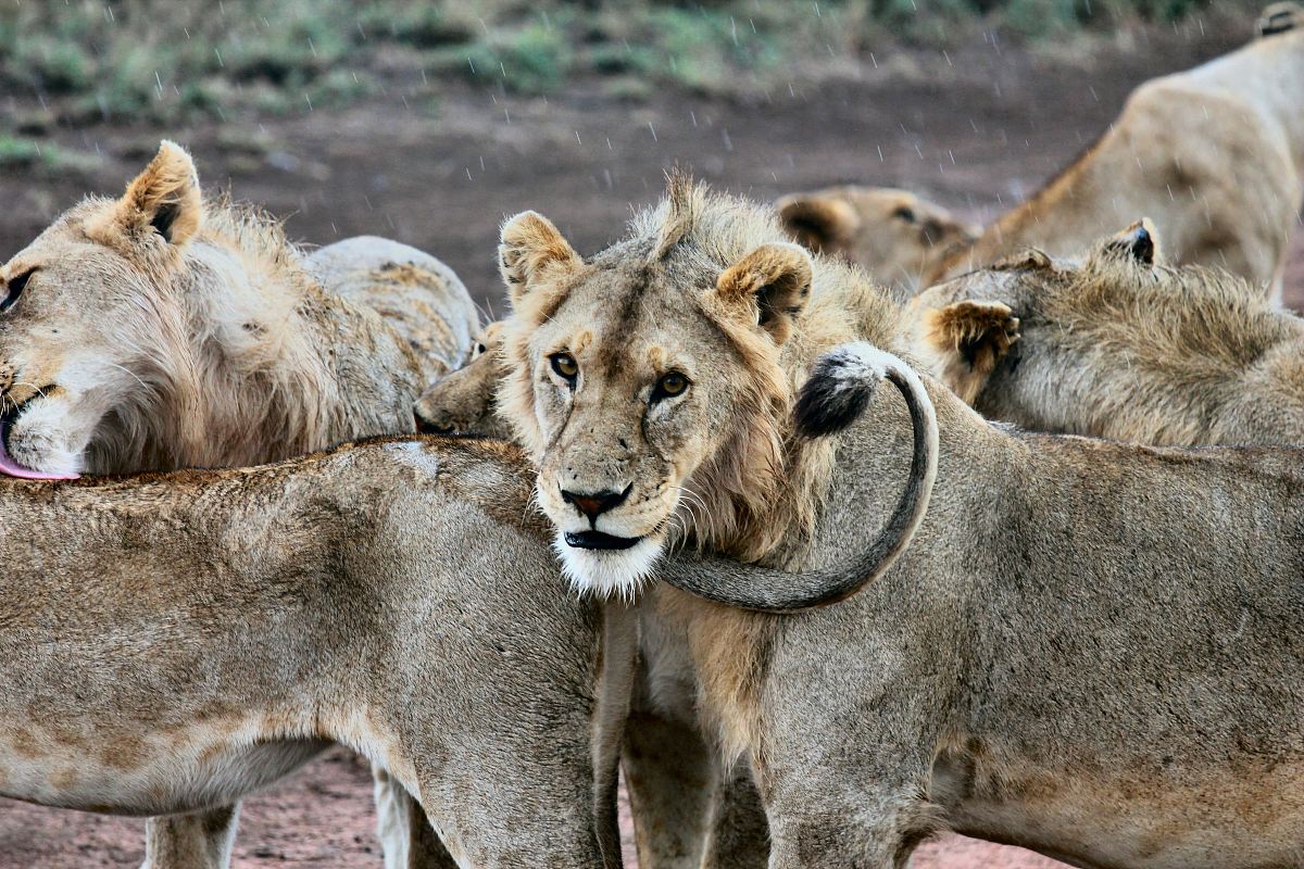 shallow focus photography of herd of lions