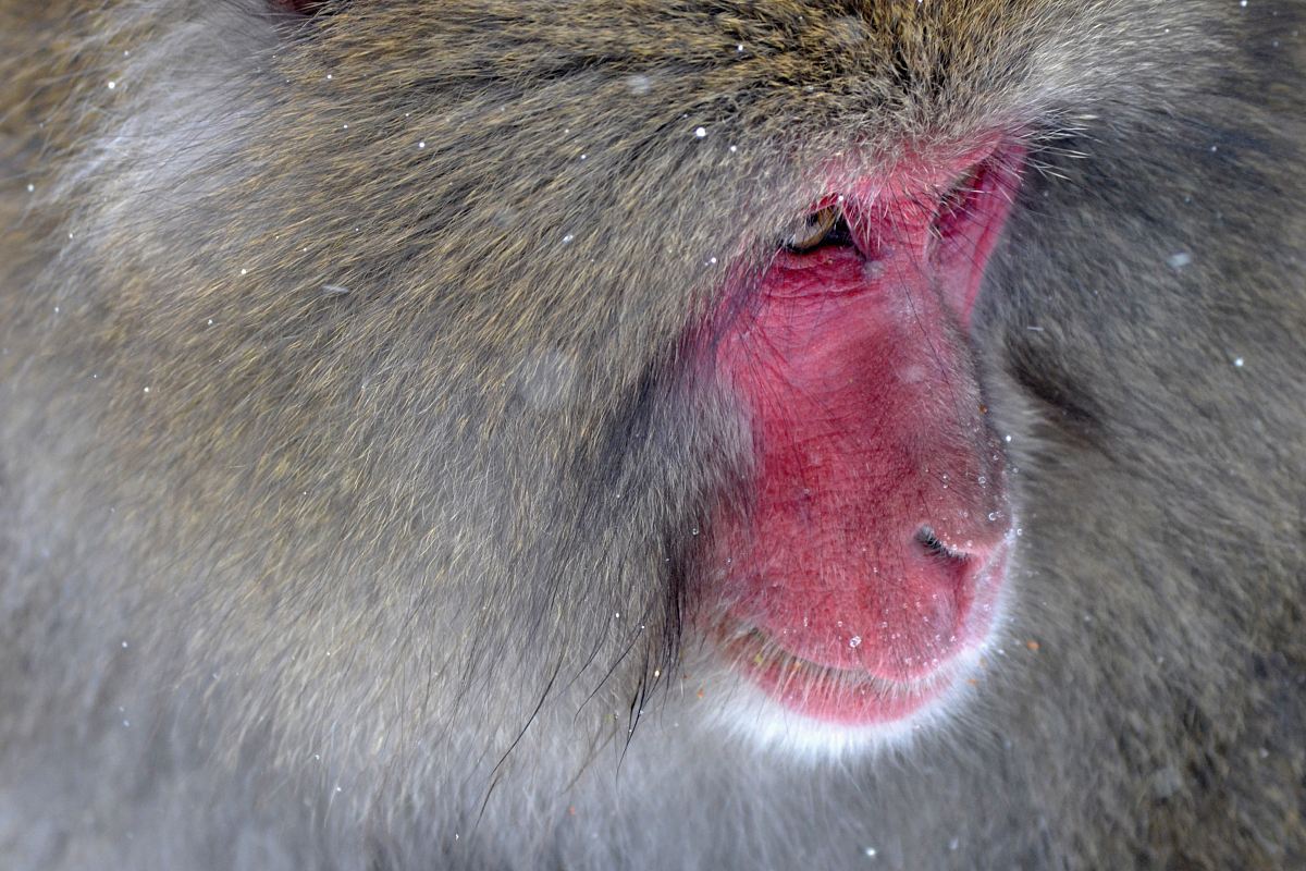 shallow focus photography of monkey