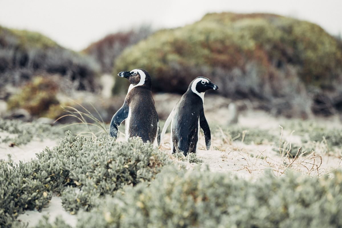 shallow focus photography of penguins surrounded by grass
