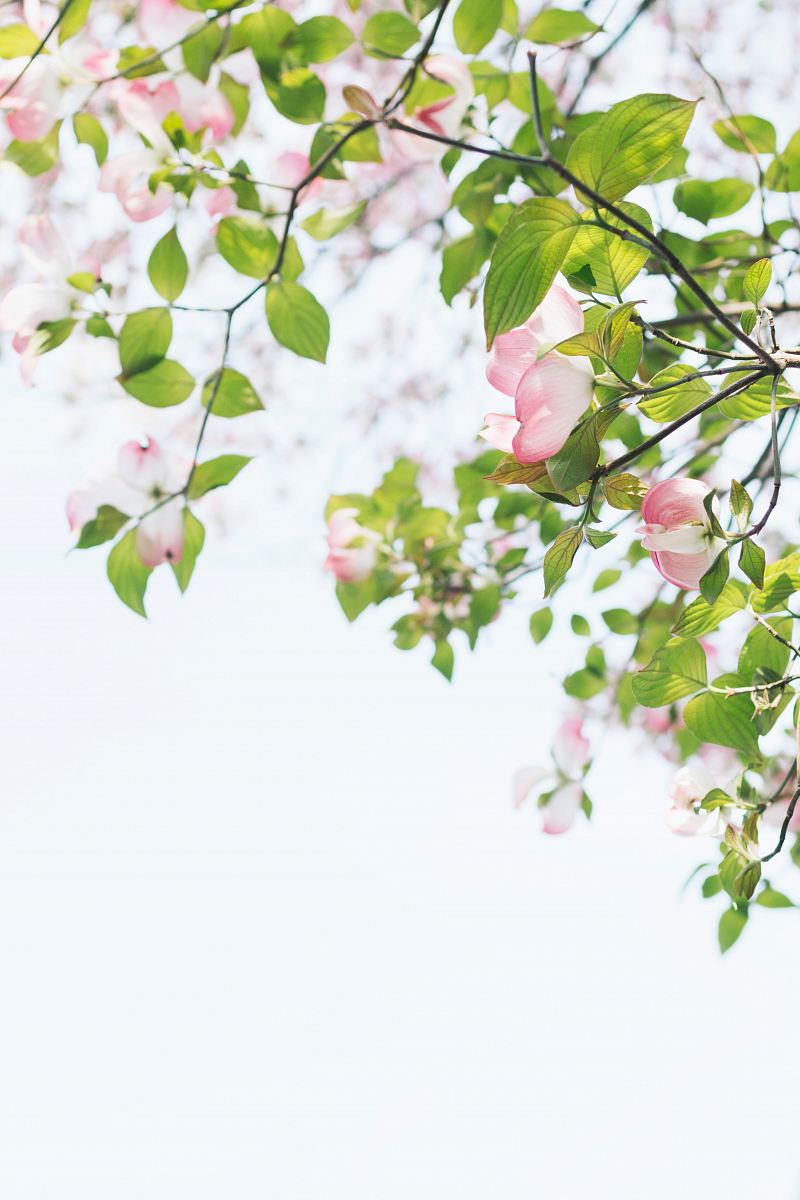 shallow focus photography of tree with pink flowers