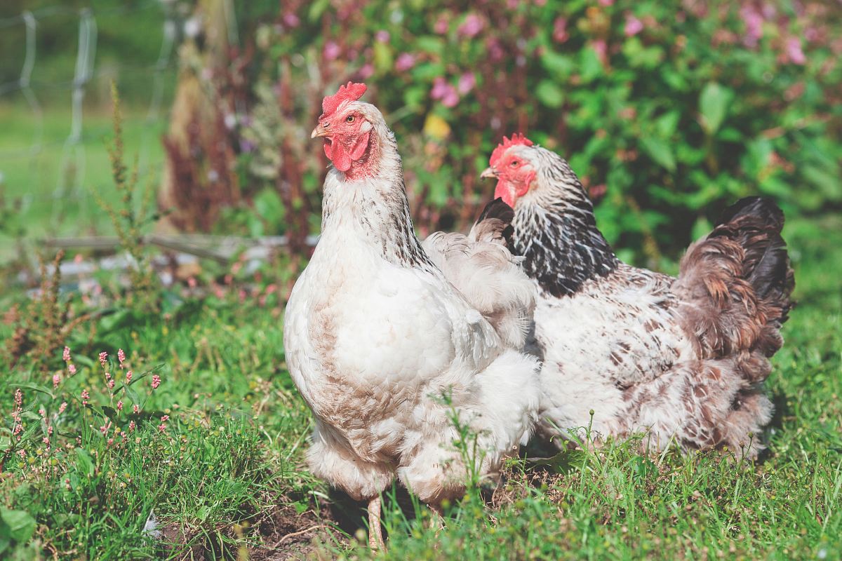 shallow focus photography of two white hens