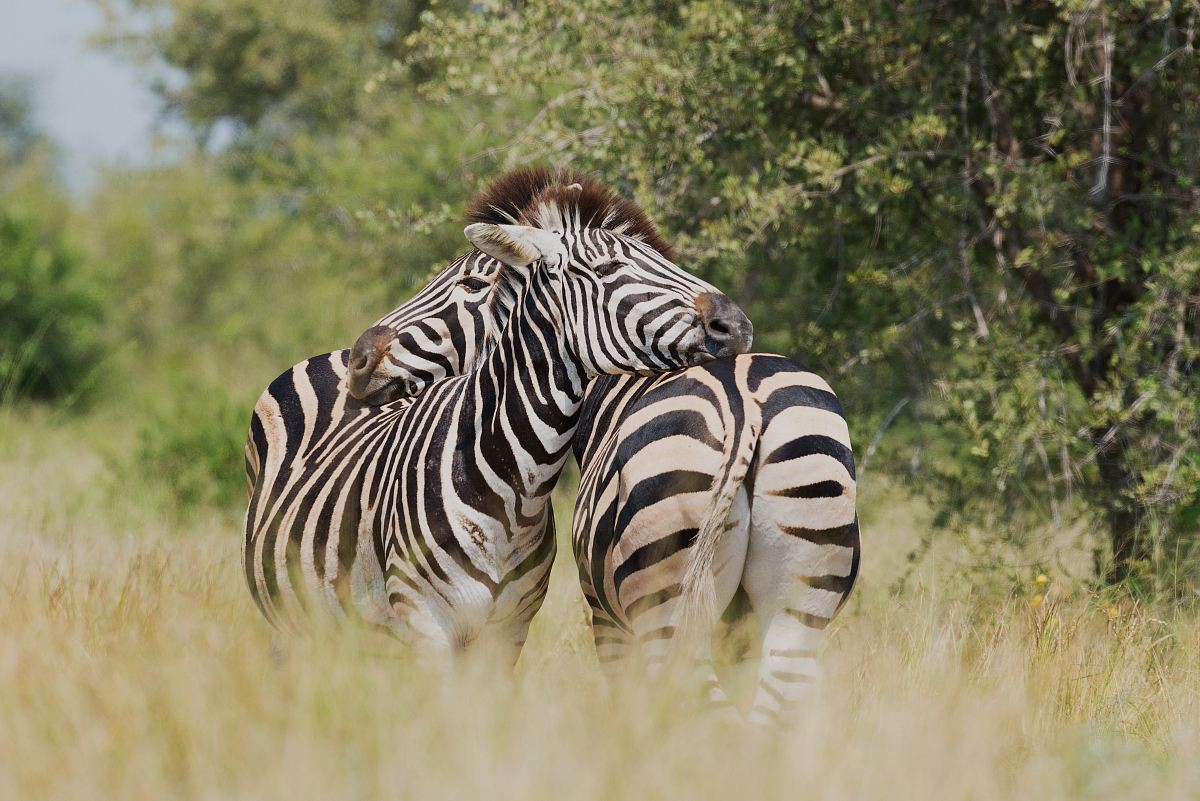 shallow focus photography of two zebra cuddling at the wildlife