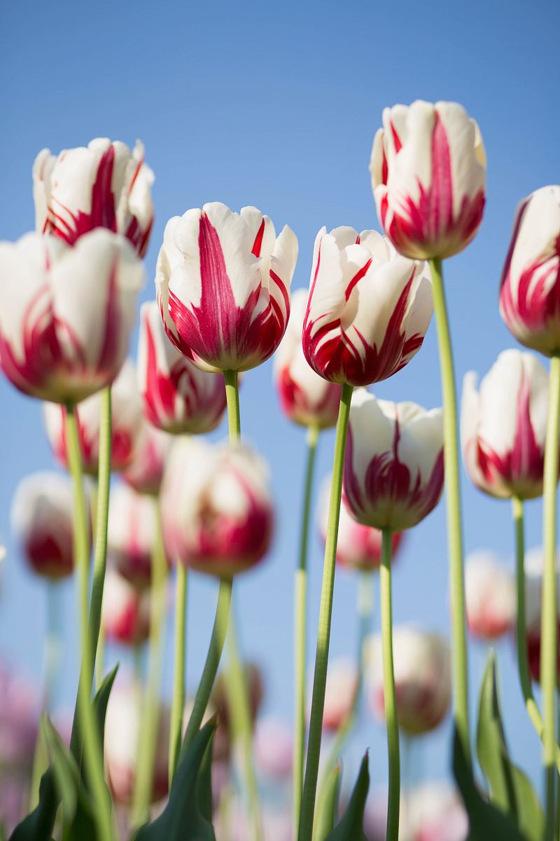 shallow focus photography of white-and-pink petaled flowers