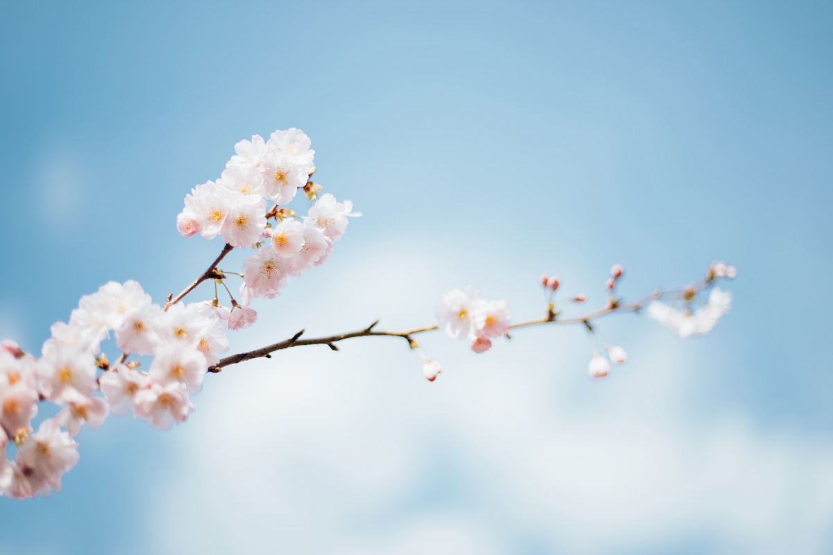 shallow focus photography of white flowers