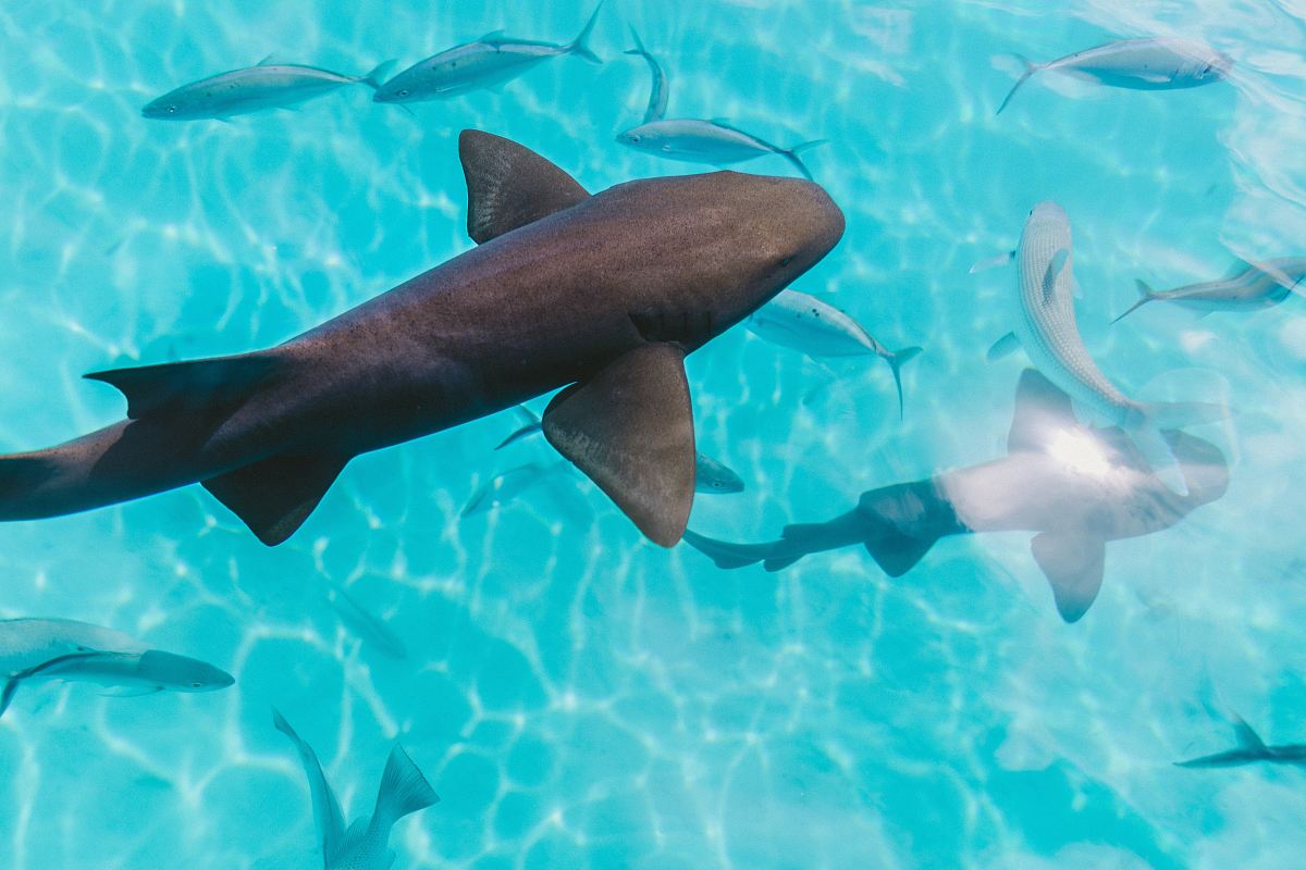 sharks on body of water