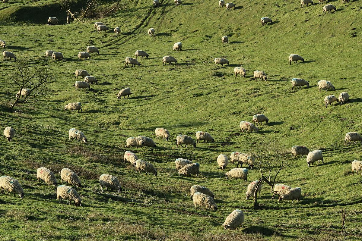sheeps scattered on green grass field
