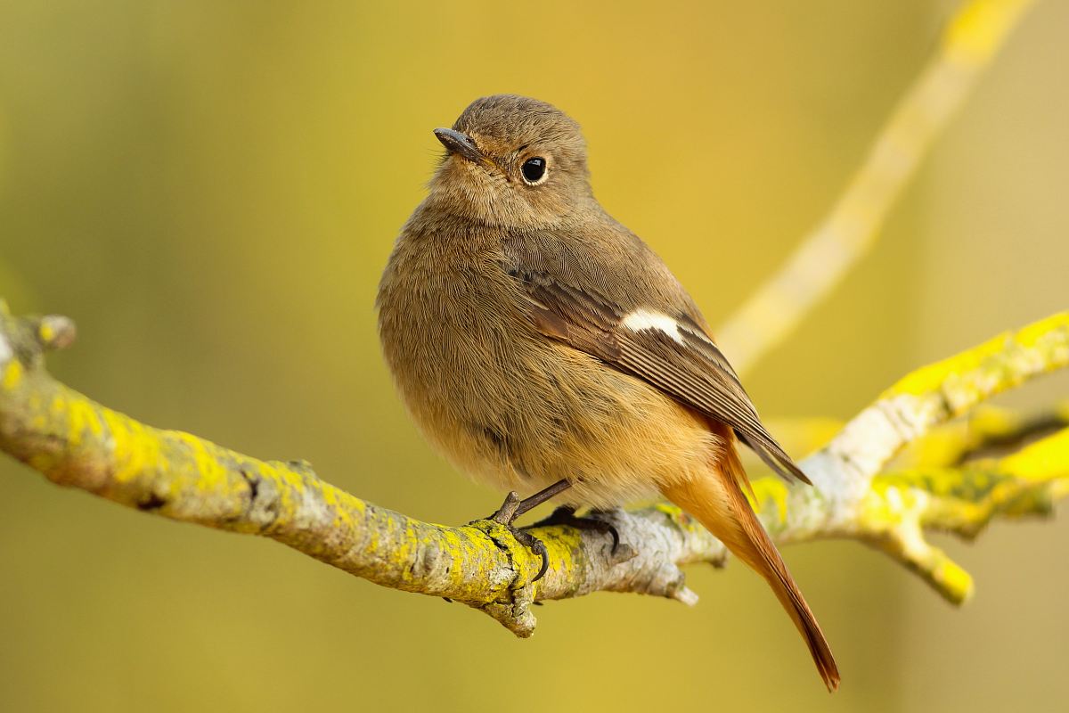 short-beaked brown bird on tree branch