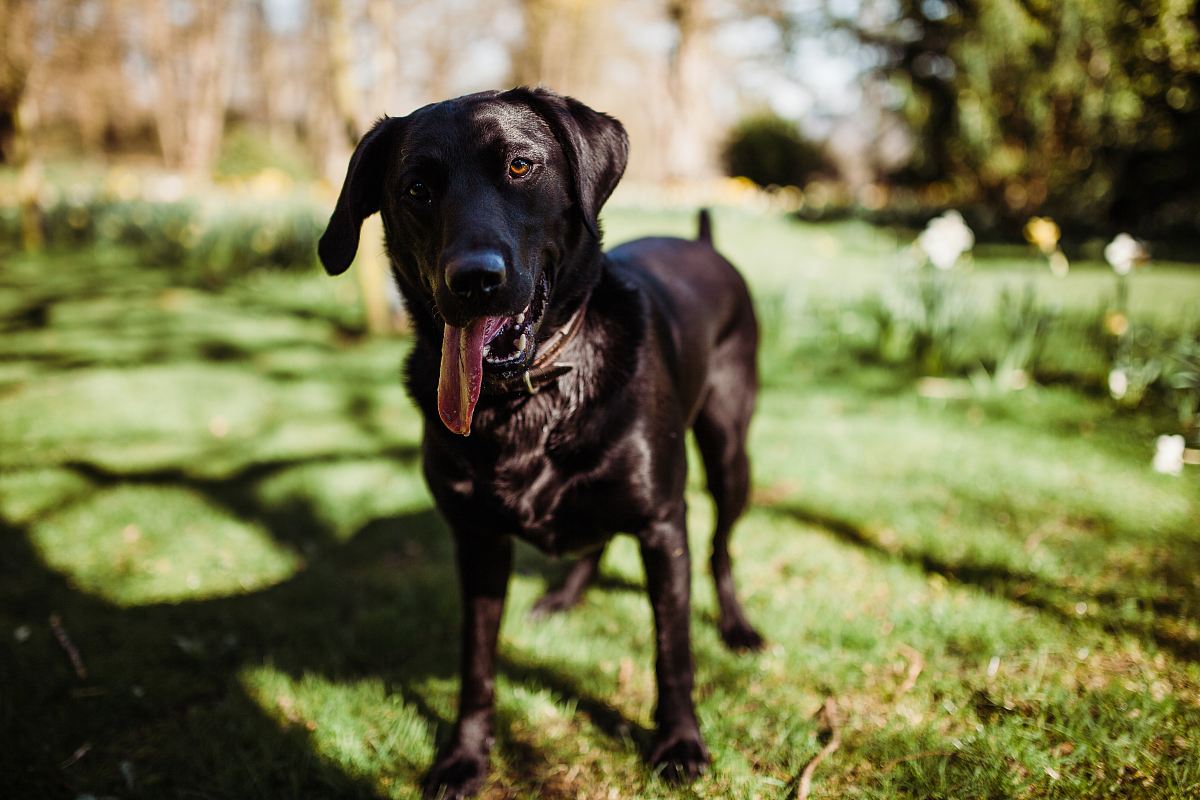 short-coated black dog close-up photography