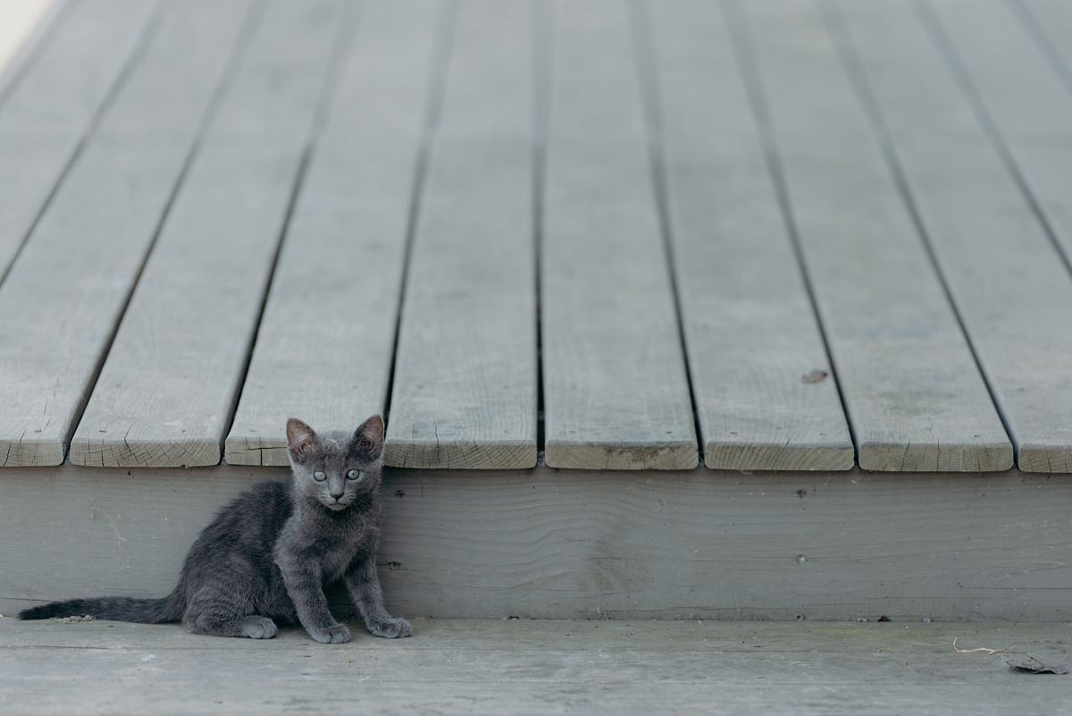 short-fur gray kitten