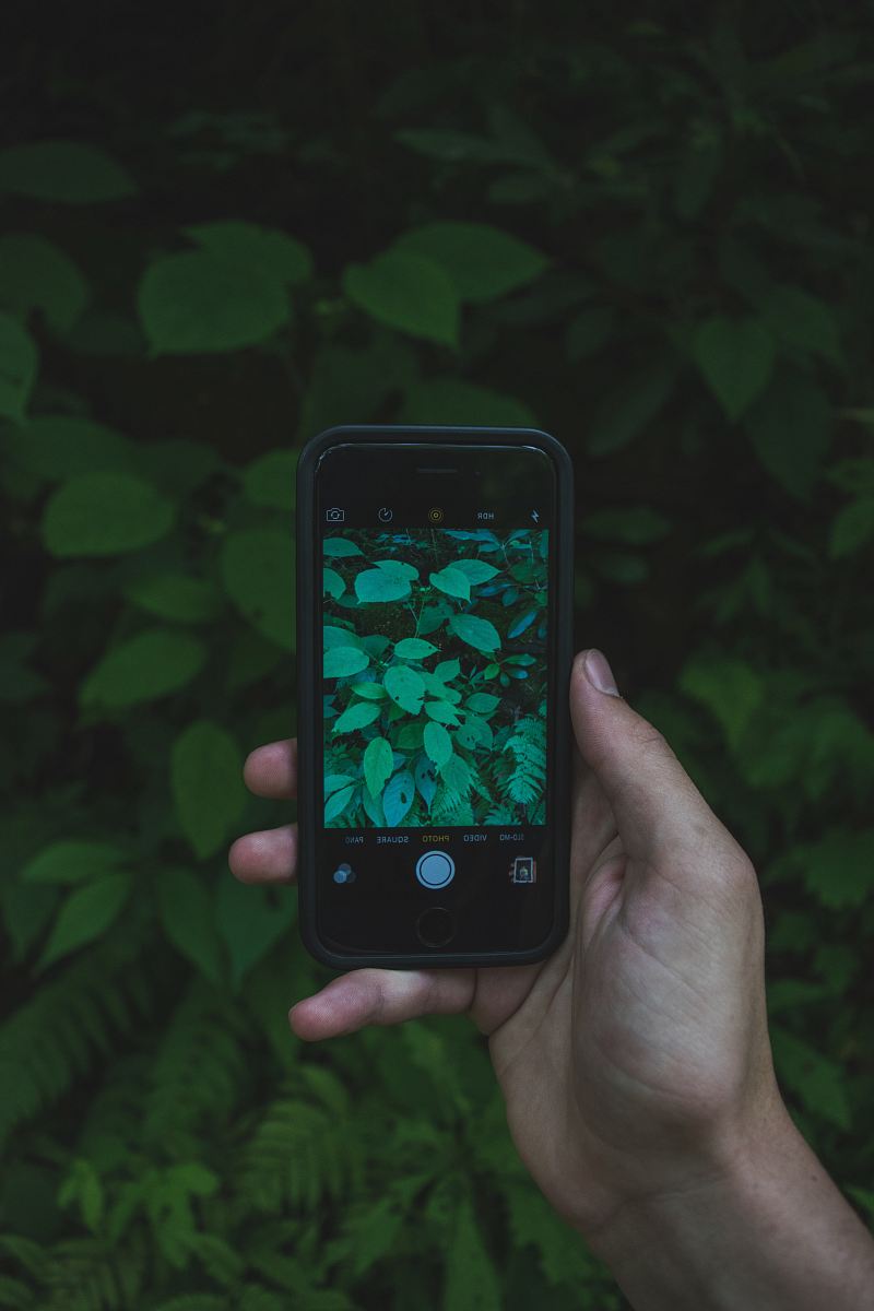 space gray iPhone 5s taking photo of green leaf