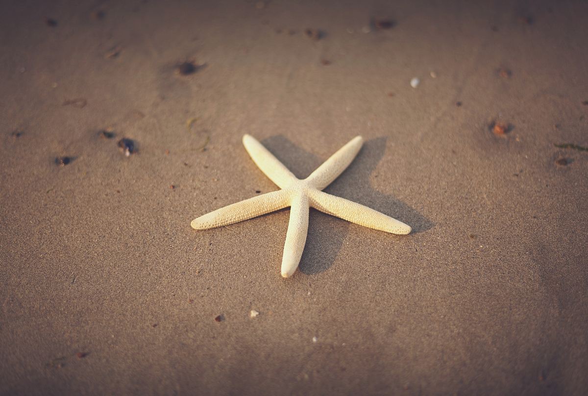 Capture the enchanting beauty of a vibrant starfish resting on golden sands, bathed in warm sunlight. This stunning image embodies the essence of a serene beach scene, perfect for travel blogs, marine life documentaries, or summer-themed projects. Ideal for use in website backgrounds, marketing materials, or as decorative artwork, this photograph invites viewers to experience the tranquility of the coastal environment.
