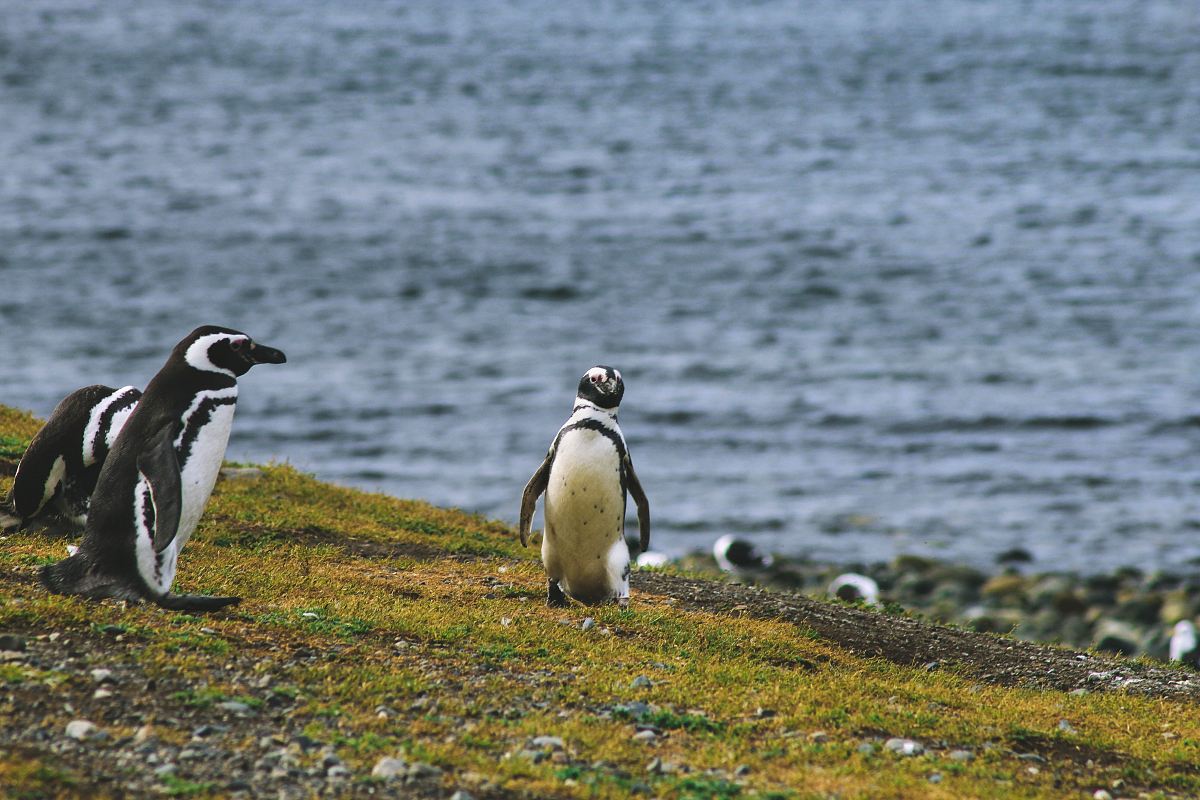 three penguins on grass field near sea