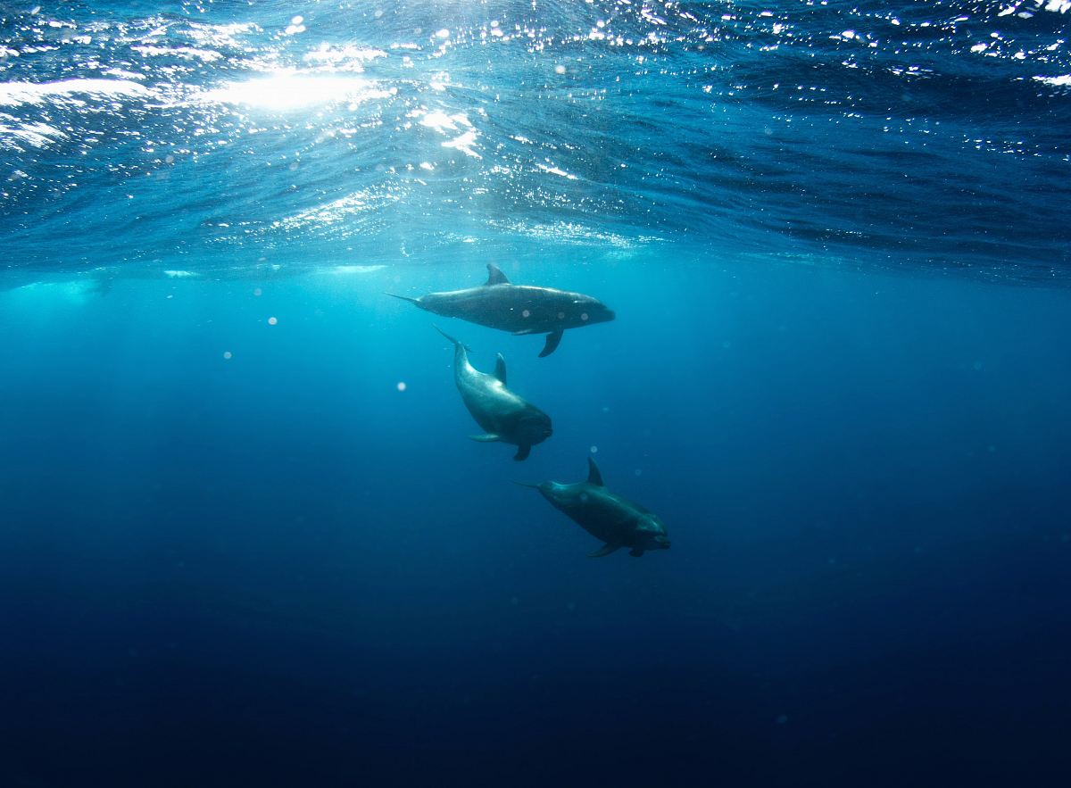 three shark underwater