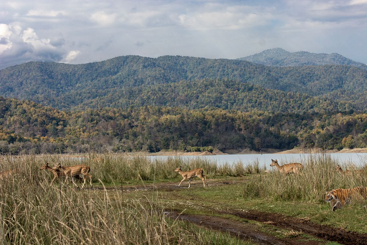 tiger and herd of deer running