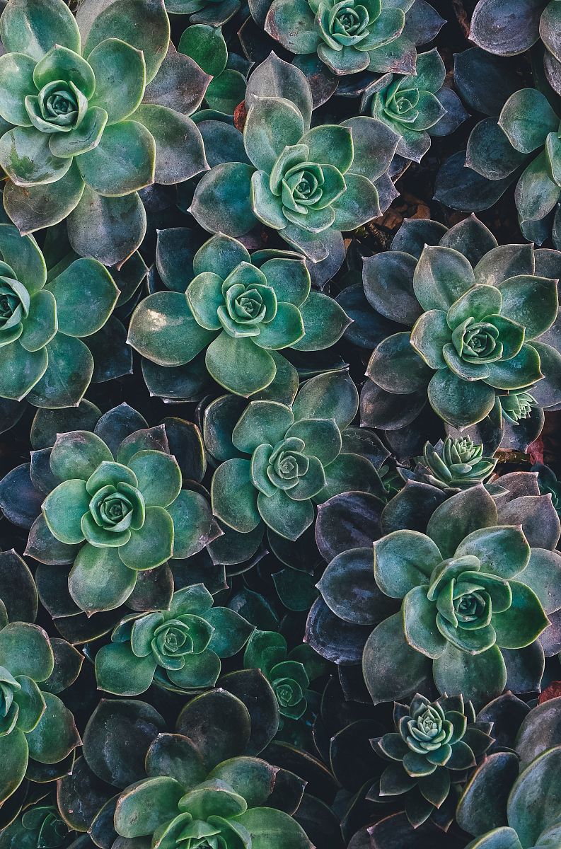 top view of green succulent plants