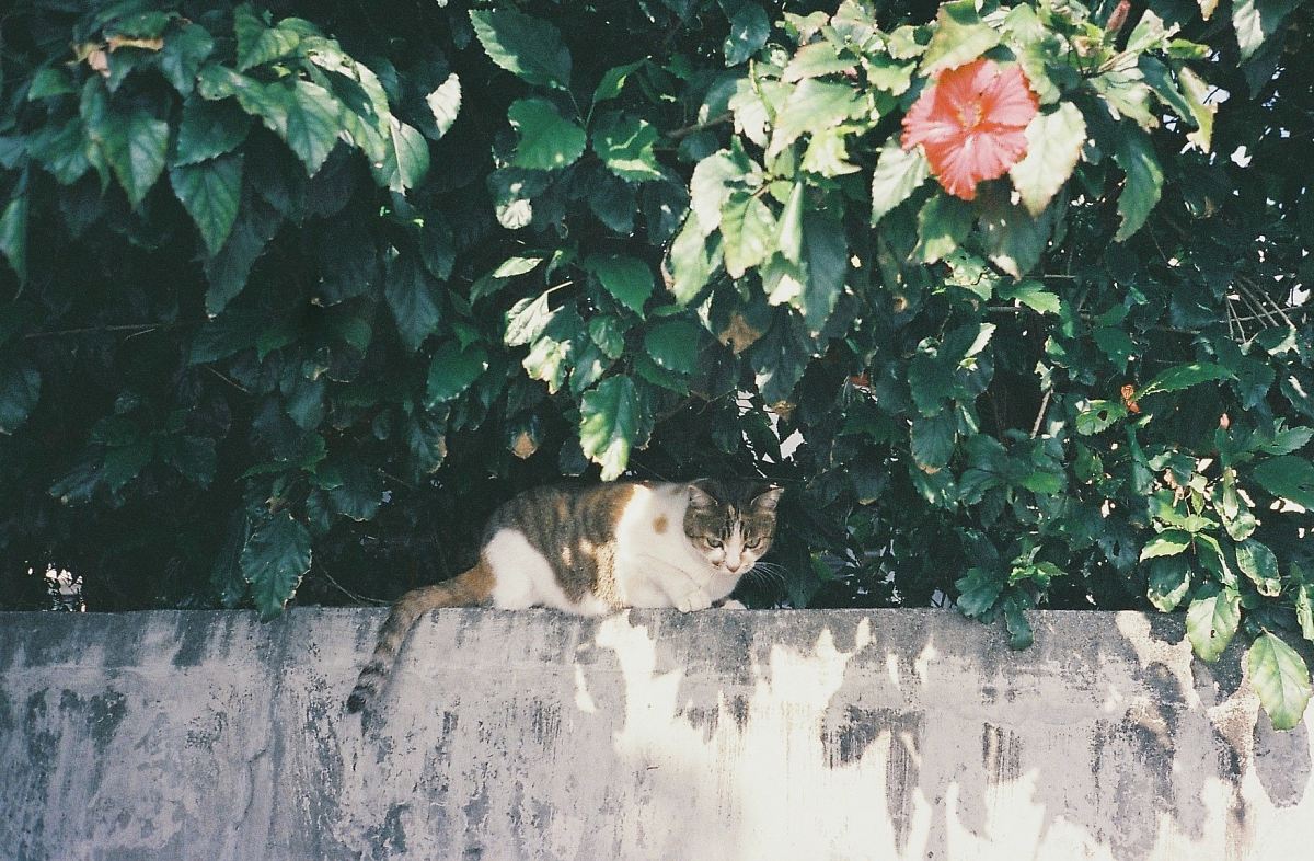 tricolored calico cat on top of wall