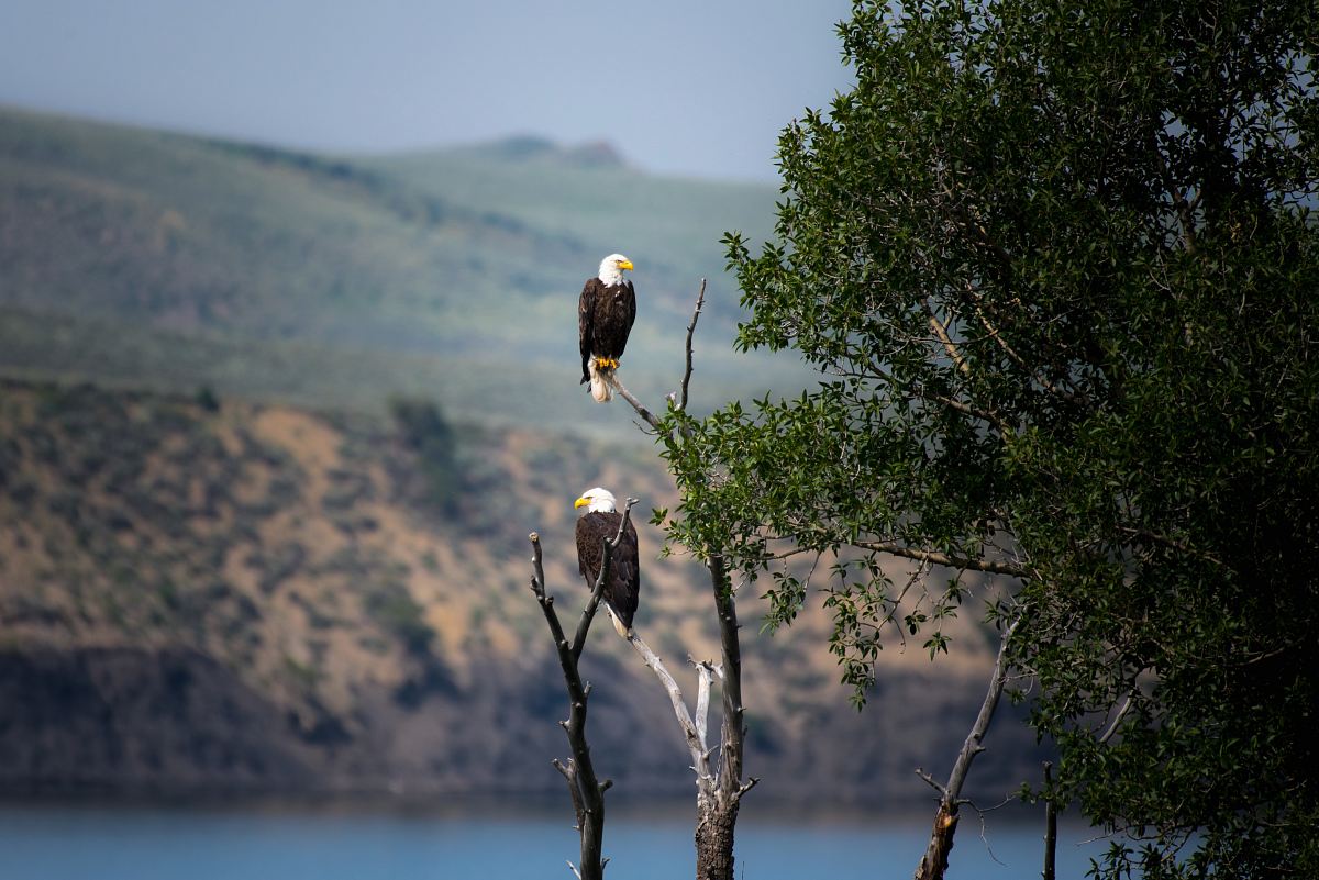 two Bald Eagles perched on gray bare tree branch during daytime