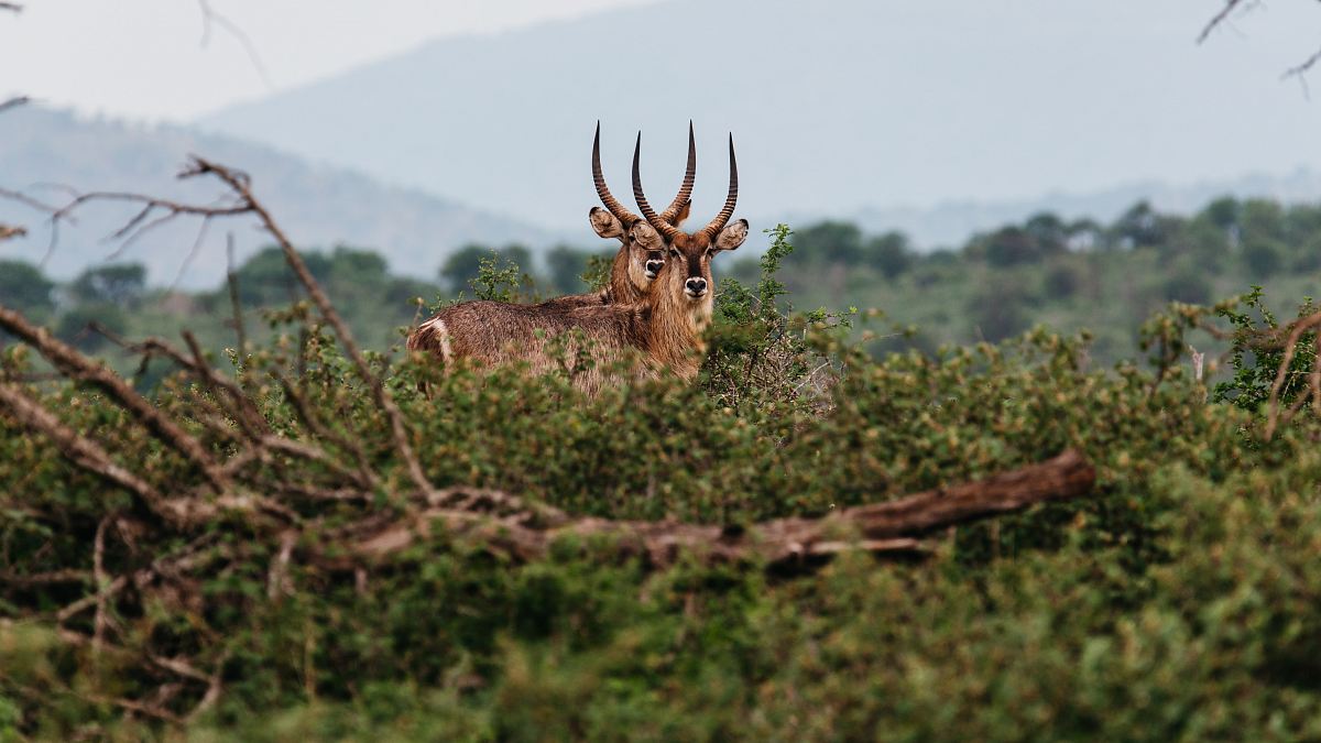 two deer on grass field