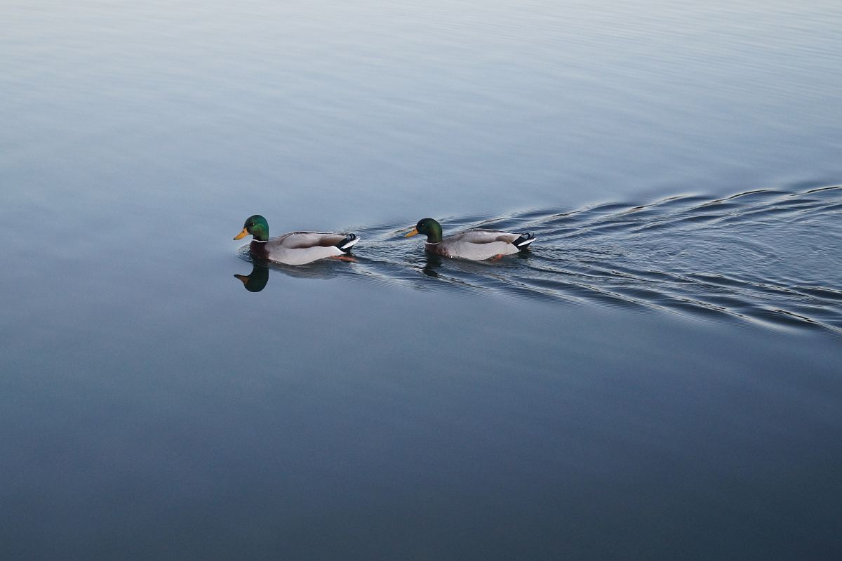 two swimming mallard ducks on still body of water