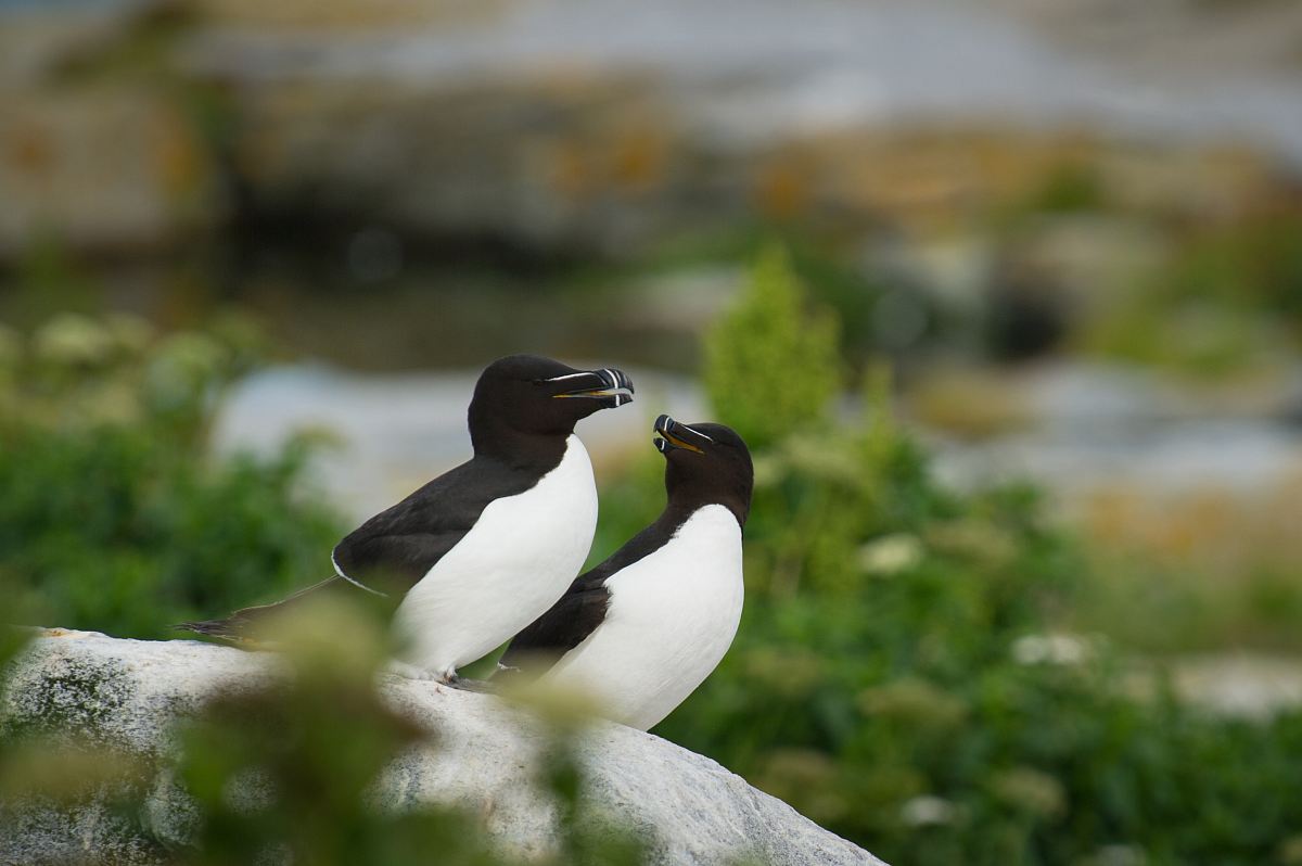 two white-and-black birds standing on grey stone