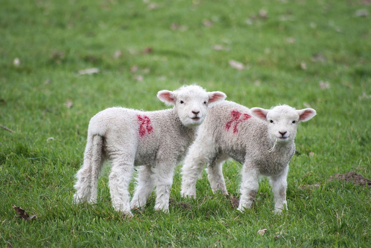 two white-and-red sheeps