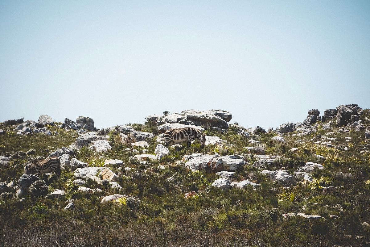 two zebras surrounded bu grass