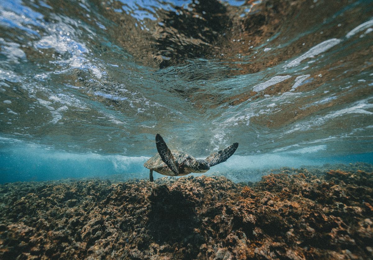 underwater photography of turtle