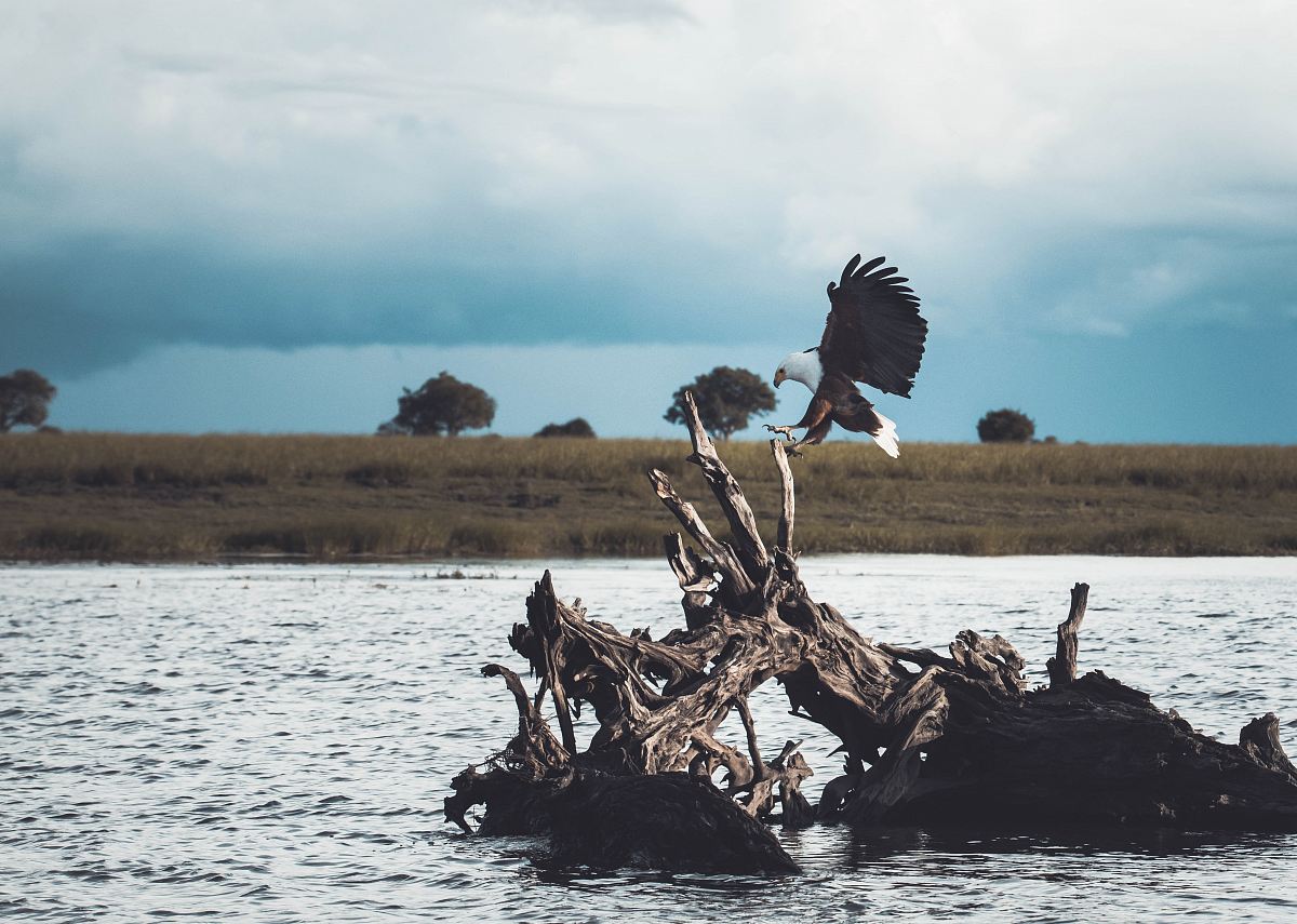 white and black bird on driftwood
