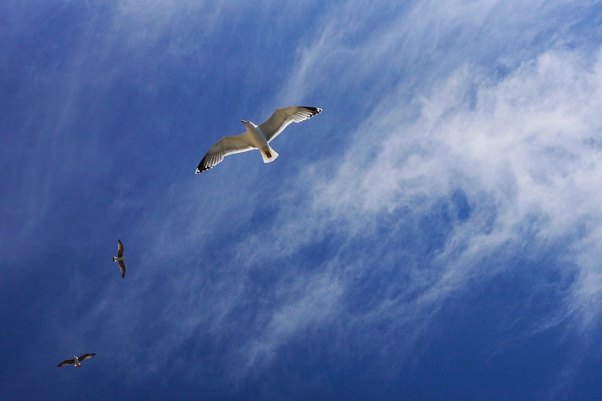 white and black bird under blue sky